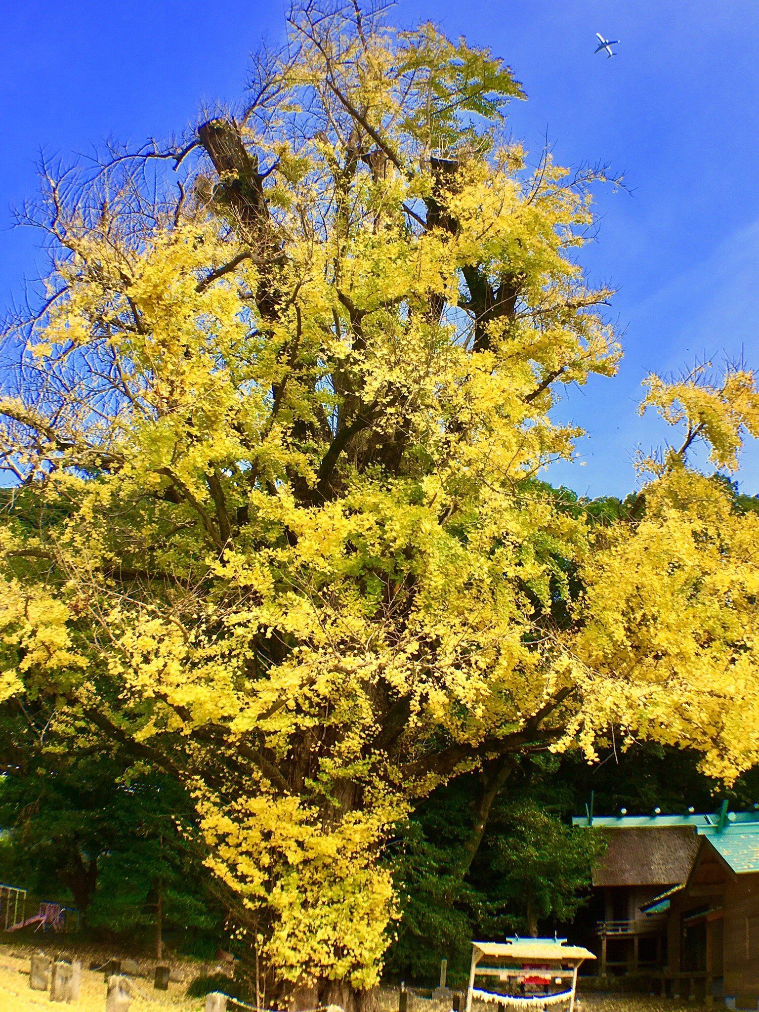 ⛩️ 미야노우라 신사 (미야노우라구) 이미지 8